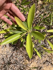 Samadera bidwillii