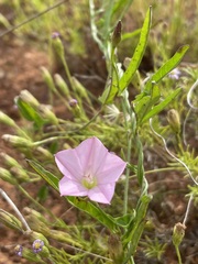 Convolvulus remotus