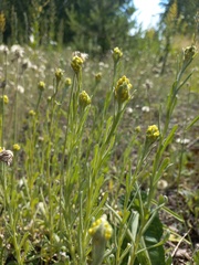 Helichrysum arenarium