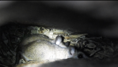 Rodentia