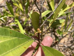 Samadera bidwillii