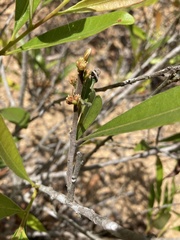 Samadera bidwillii