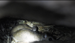 Rodentia