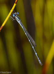 Austrolestes minjerriba