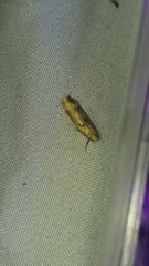 Anisoplaca acrodactyla