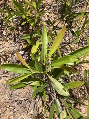 Samadera bidwillii