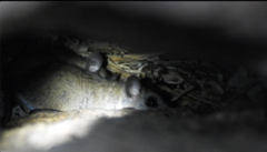 Rodentia
