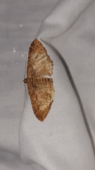 Austrocidaria