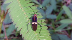 Hypselonotus interruptus