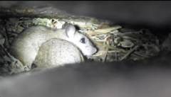 Rodentia