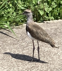 Vanellus chilensis