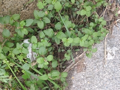 Amaranthus deflexus
