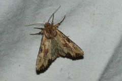 Apamea sublustris