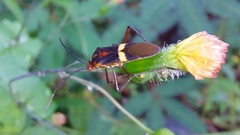 Hypselonotus interruptus