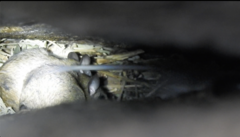Rodentia