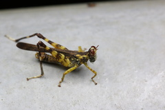 China mantispoides
