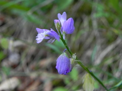 Polygala nicaeensis