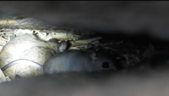 Rodentia