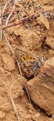 Aloeides pierus
