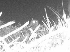 Glaucidium jardinii
