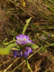 Hygrophila auriculata
