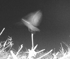 Glaucidium jardinii