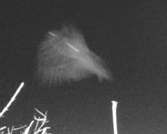 Glaucidium jardinii