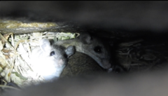 Rodentia