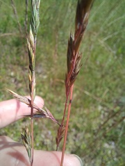 Festuca
