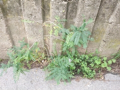 Erythrostemon gilliesii