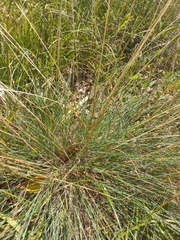 Festuca
