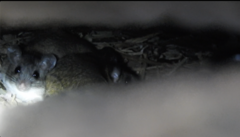 Rodentia