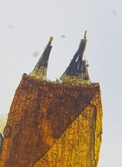 Aloina aloides