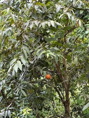 Melodinus suaveolens