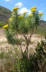 Hymenolepis crithmifolia