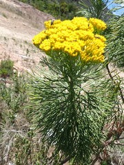 Hymenolepis crithmifolia