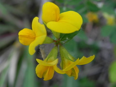 Lotus corniculatus