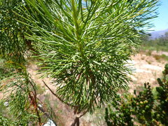 Hymenolepis crithmifolia