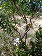 Hymenolepis crithmifolia