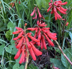 Erythrina zeyheri