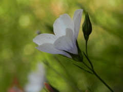 Linum tenuifolium