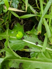 Phlogophora meticulosa