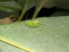 Mediastinia