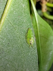 Mediastinia