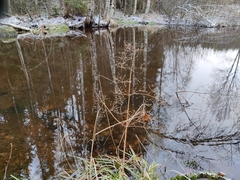 Alisma plantago-aquatica