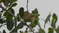 Phylloscopus