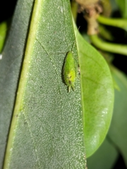 Mediastinia