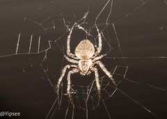 Araneus ventricosus