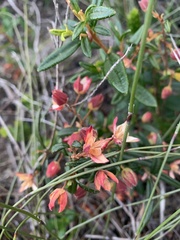 Boronia ledifolia