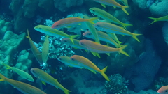 Mulloidichthys vanicolensis